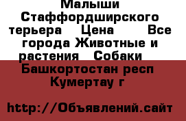 Малыши Стаффордширского терьера  › Цена ­ 1 - Все города Животные и растения » Собаки   . Башкортостан респ.,Кумертау г.